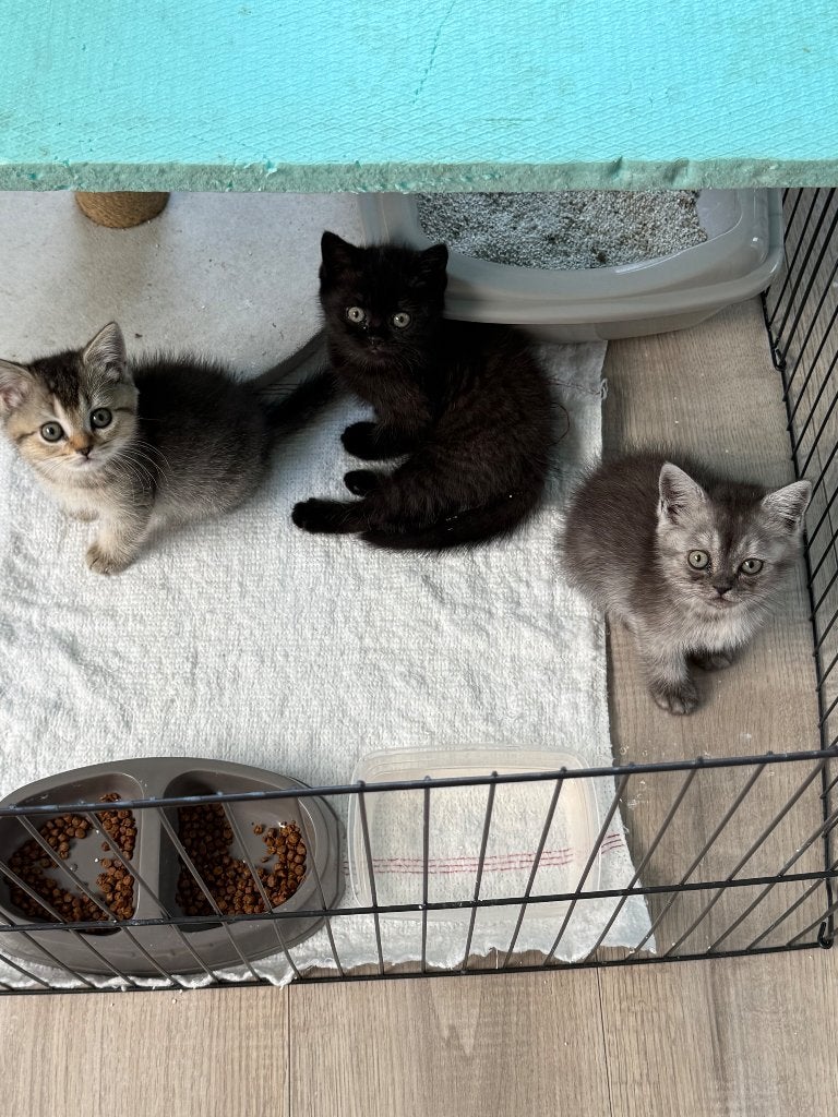 Kittens, Poes, Ontwormd, 0 tot 2 jaar