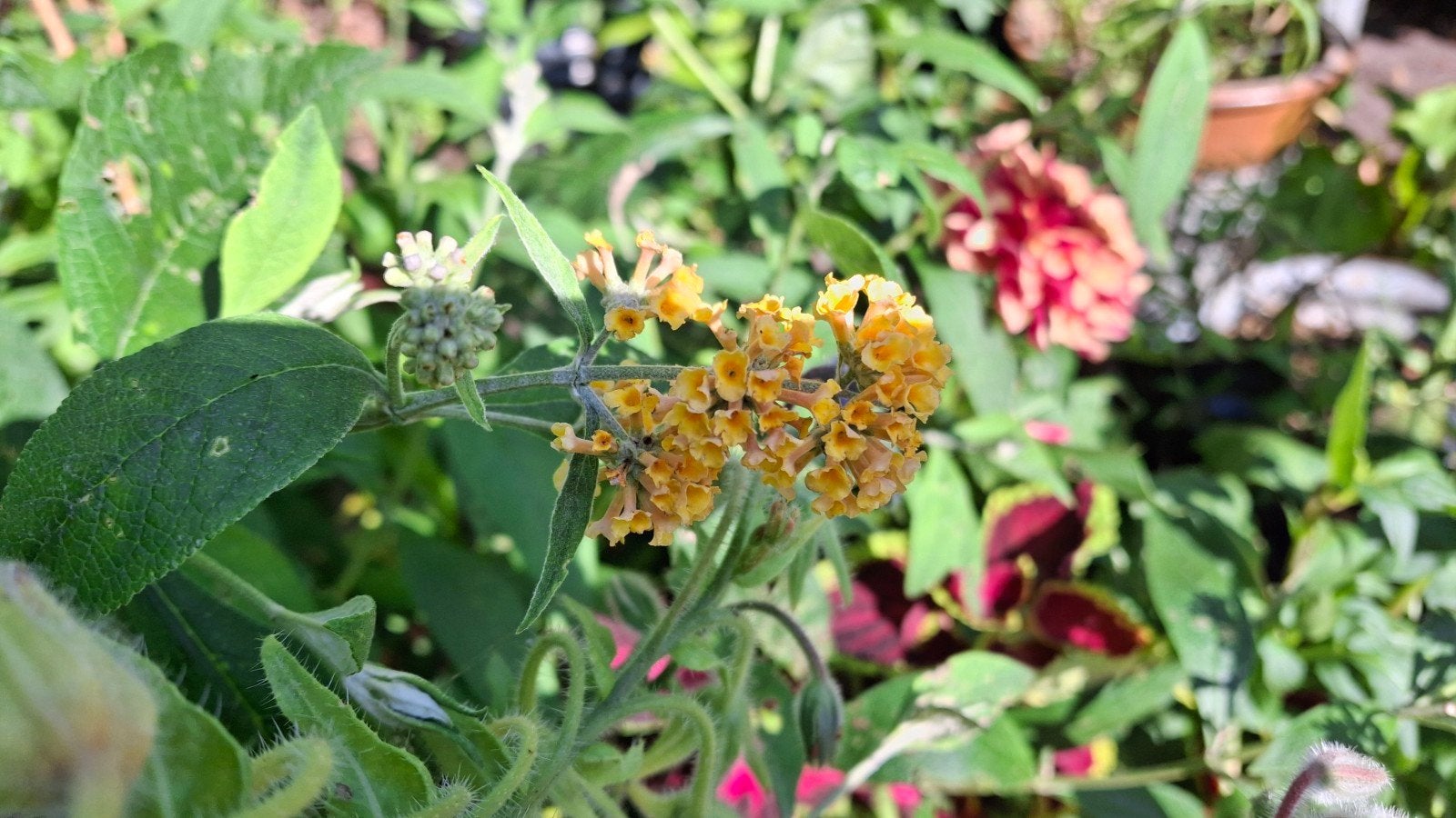 Buddleja davidii 'Sungold', Tuin en Terras, Ophalen, Overige soorten, Volle zon