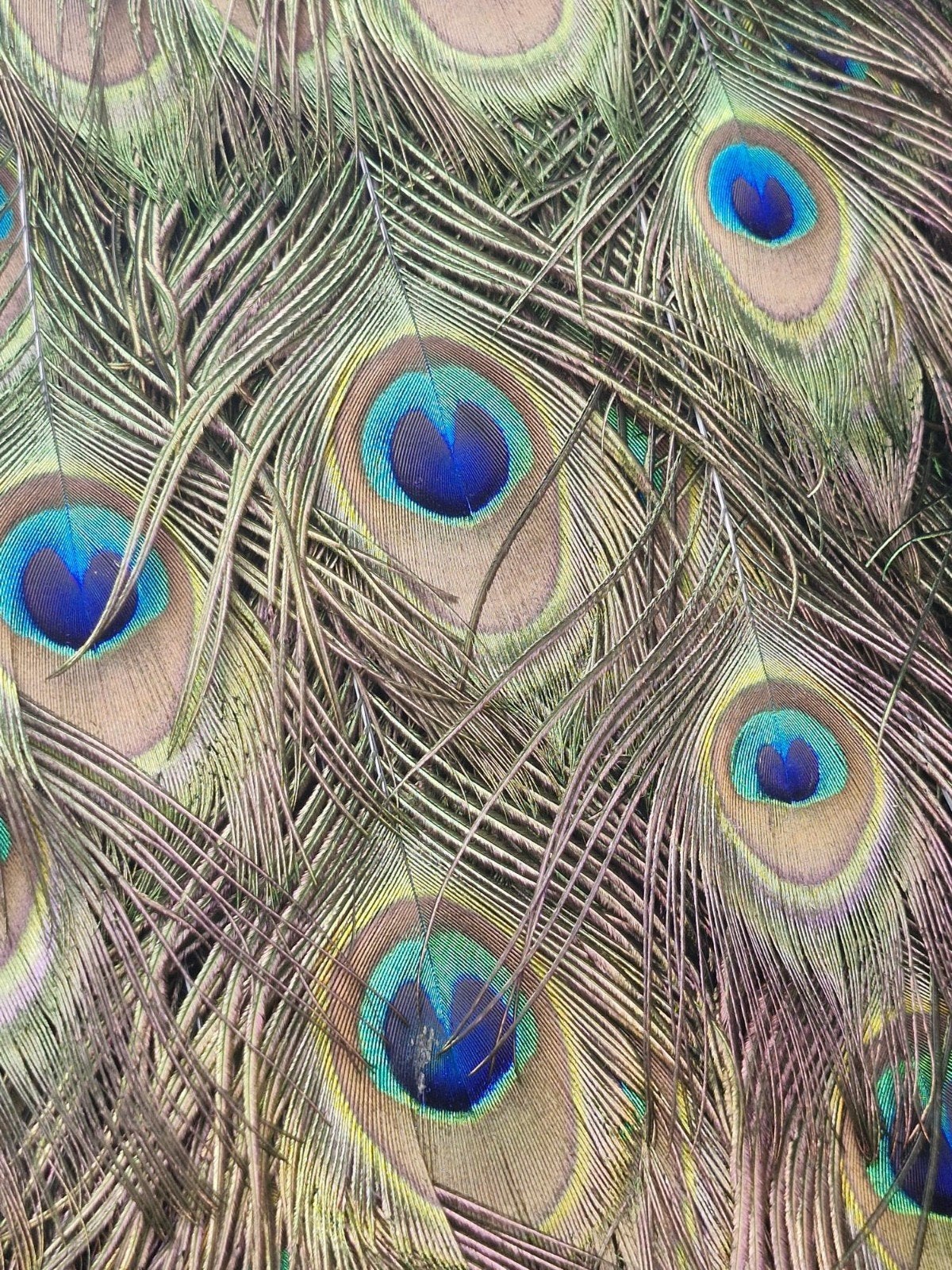 Een prachtige opgezette pauw om op te hangen!, Verzamelen, Ophalen, Nieuw, Overige soorten, Opgezet dier