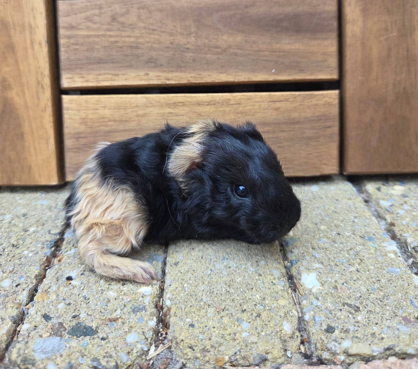 Jong us teddy beertje, Dieren en Toebehoren, Knaagdieren, Cavia, Mannelijk, Juli, Tam