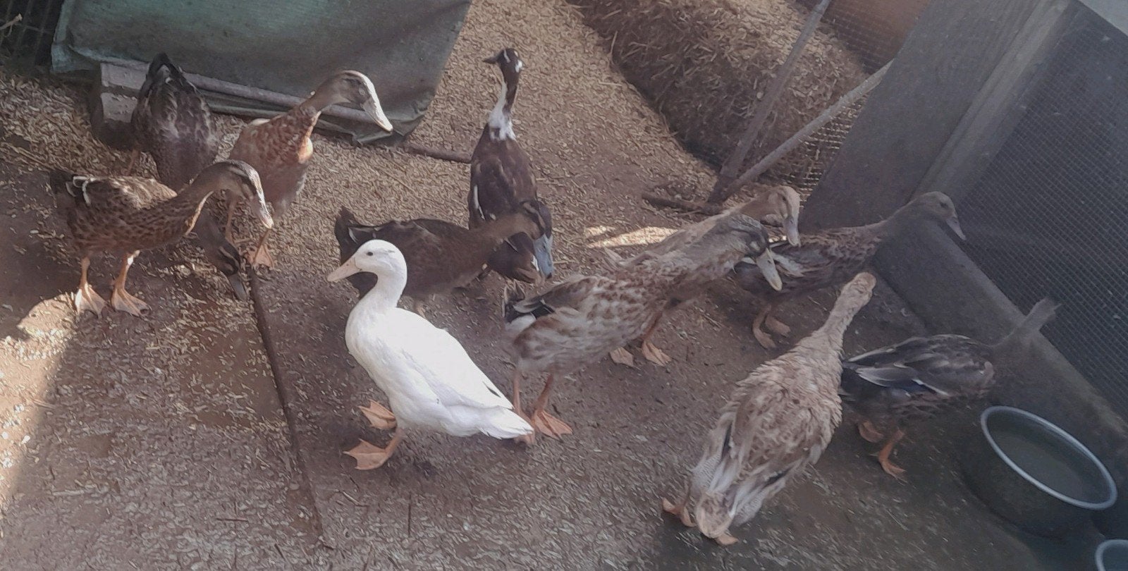 Jonge Indische Loopeenden, Meerdere dieren, Eend