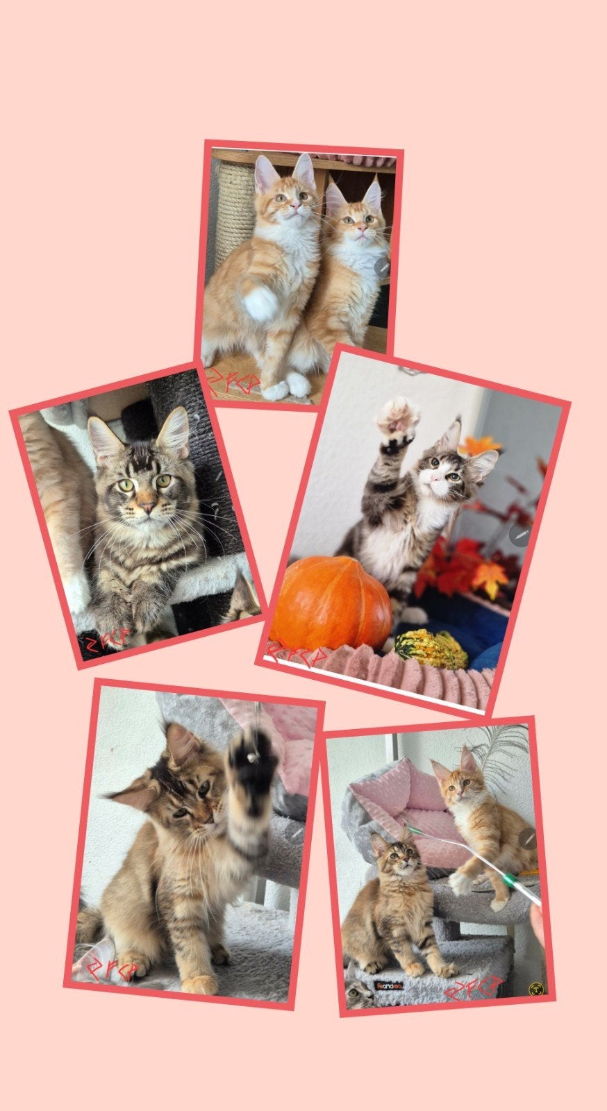 Maine  Coons kittens met Stamboom laatste kittens, Meerdere dieren, Met stamboom, 0 tot 2 jaar