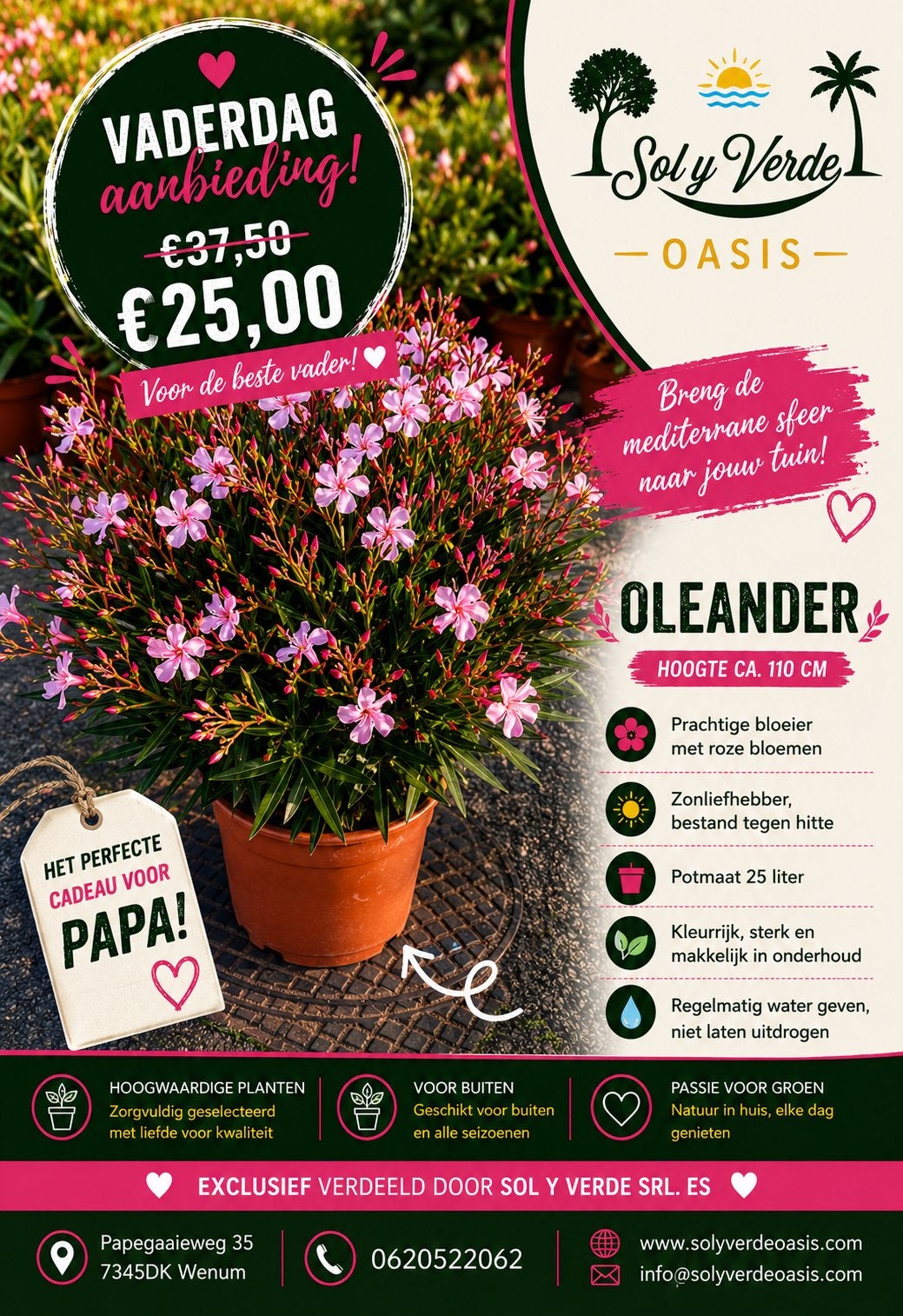 Oleander Vaderdag aanbieding in diverse kleuren, Tuin en Terras, Planten | Tuinplanten, Volle zon, Vaste plant, Zomer, Ophalen