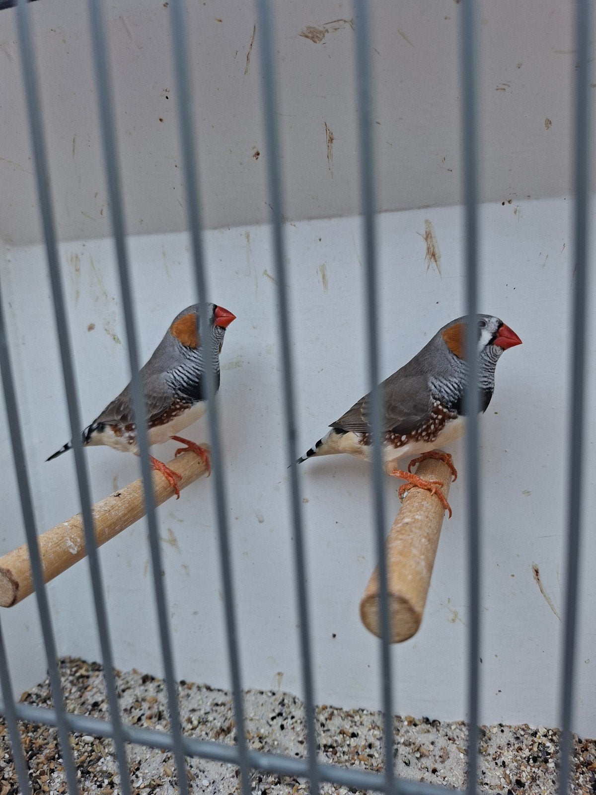 zebravinken, Dieren en Toebehoren, Mannelijk, Tropenvogel