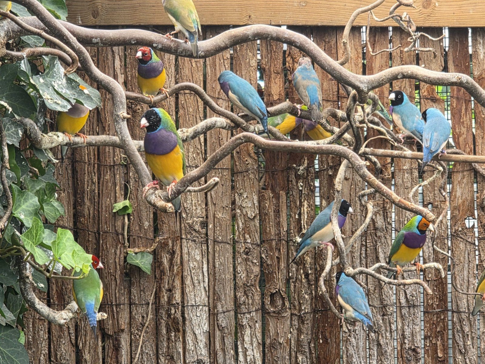 te koop goulds amedienes, Meerdere dieren, Tropenvogel, Geringd