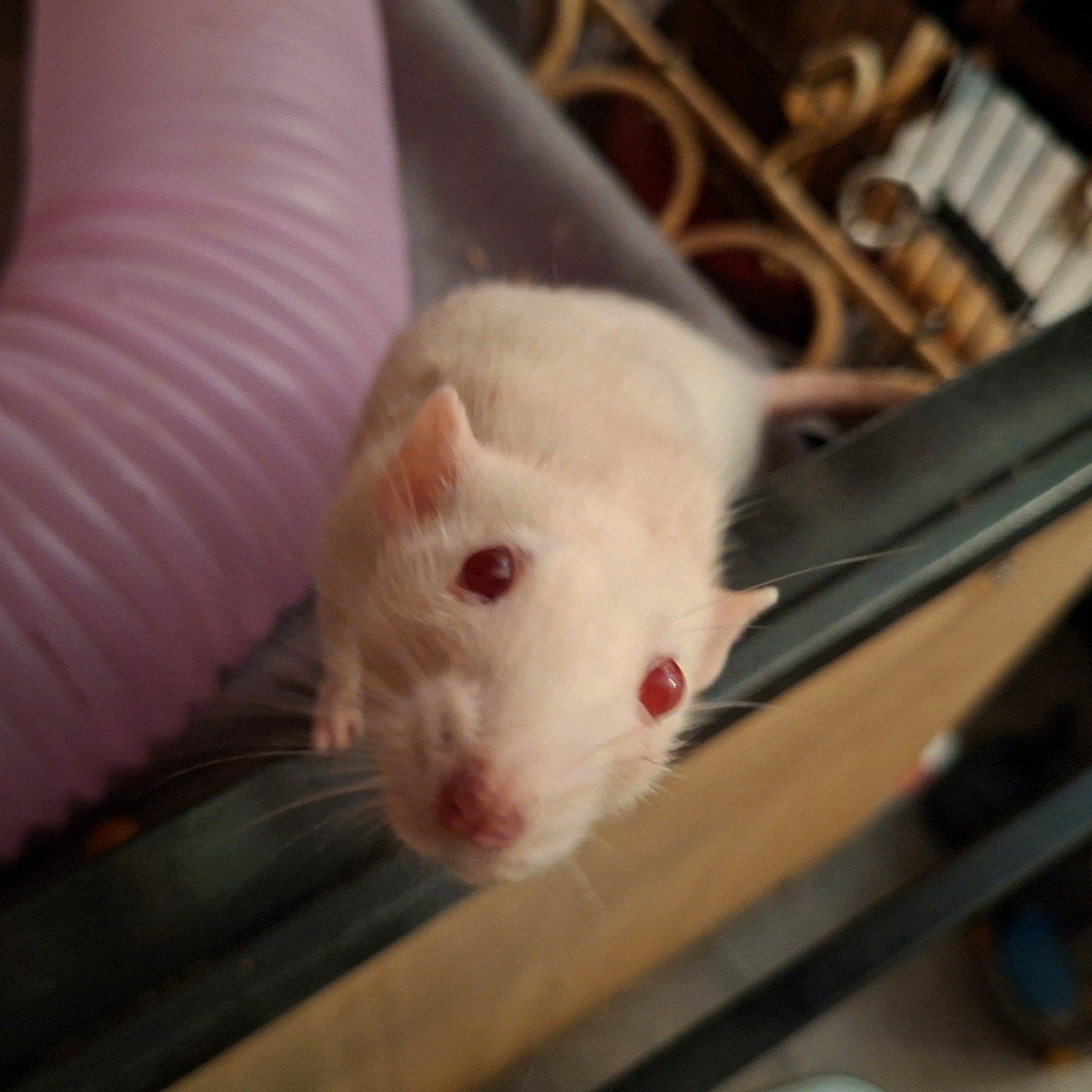 3 ratjes vrouwtjes moeten weg wegens COPD, Dieren en Toebehoren, Knaagdieren, Januari, Vrouwelijk, Rat