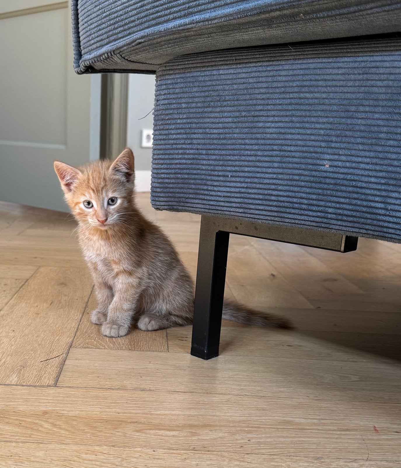 Wegens annulering zoekt nog 1 katertje een liefdevol thuis, Dieren en Toebehoren, Kater