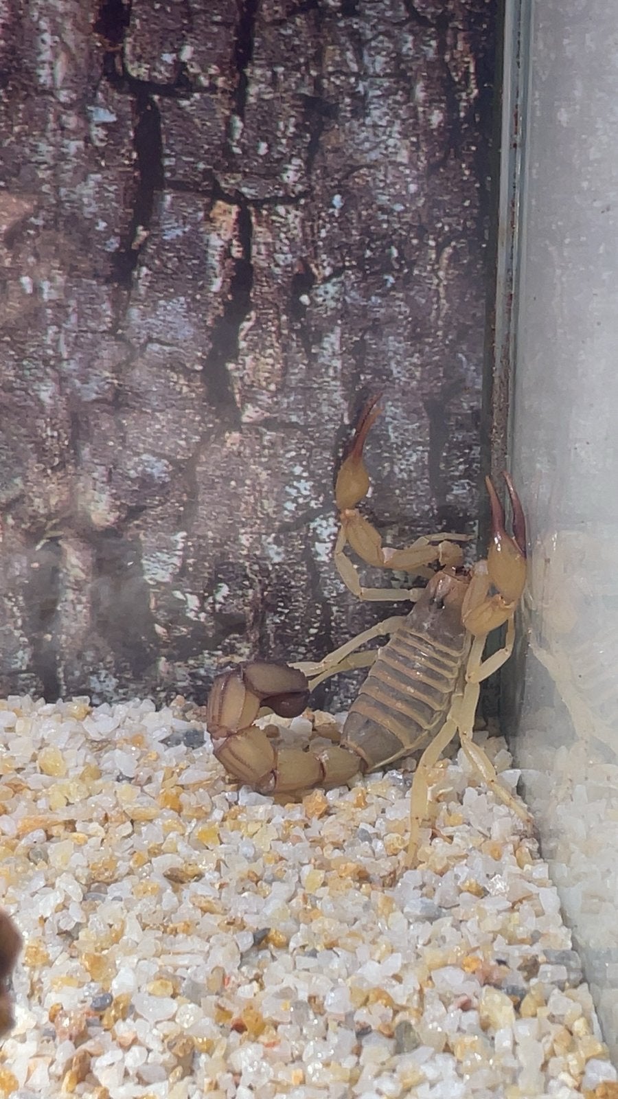 Androctonus australis, Dieren en Toebehoren, Spin of Schorpioen