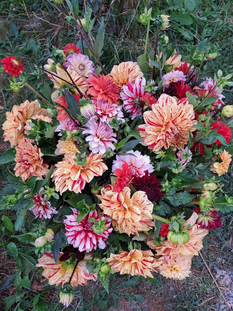 Dahlia, Overige soorten, Volle zon, Eenjarig, Ophalen of Verzenden