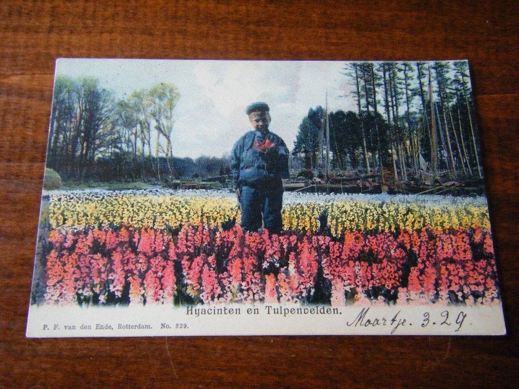 V41 - Bollenveld - Hyacinten - Jongen - 1906 - Mooi/Oud, Ophalen of Verzenden, Voor 1920, Zuid-Holland