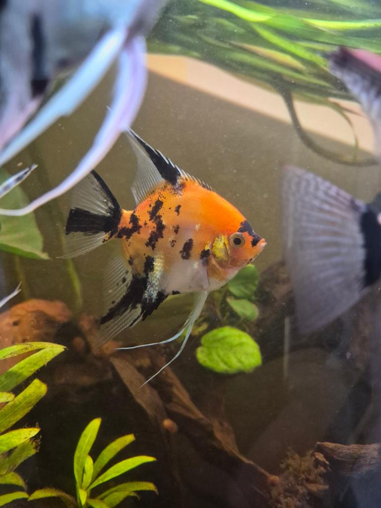 6 maanvissen, Dieren en Toebehoren, Vis