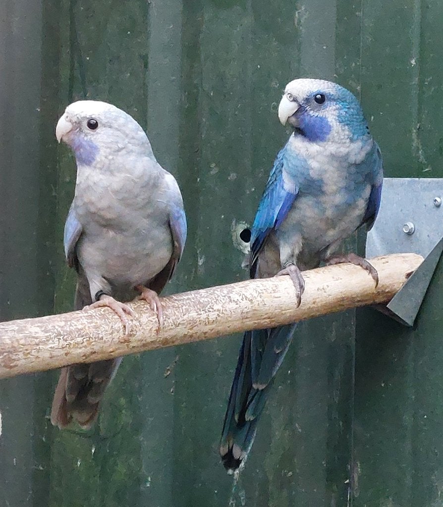TE KOOP: Blauwe Pennant Rosella,s, Dieren en Toebehoren, Meerdere dieren, Parkiet, Geringd
