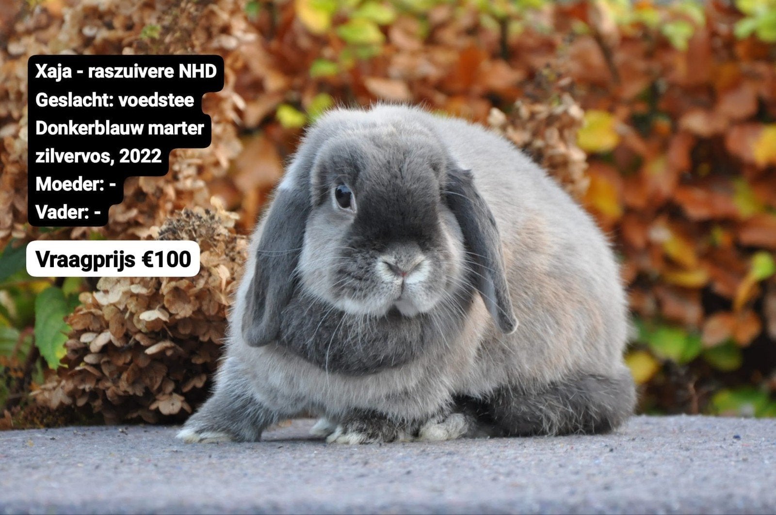 Raszuivere NHD voedsters, Dieren en Toebehoren, Konijnen, Vrouwelijk, Dwerg, Hangoor