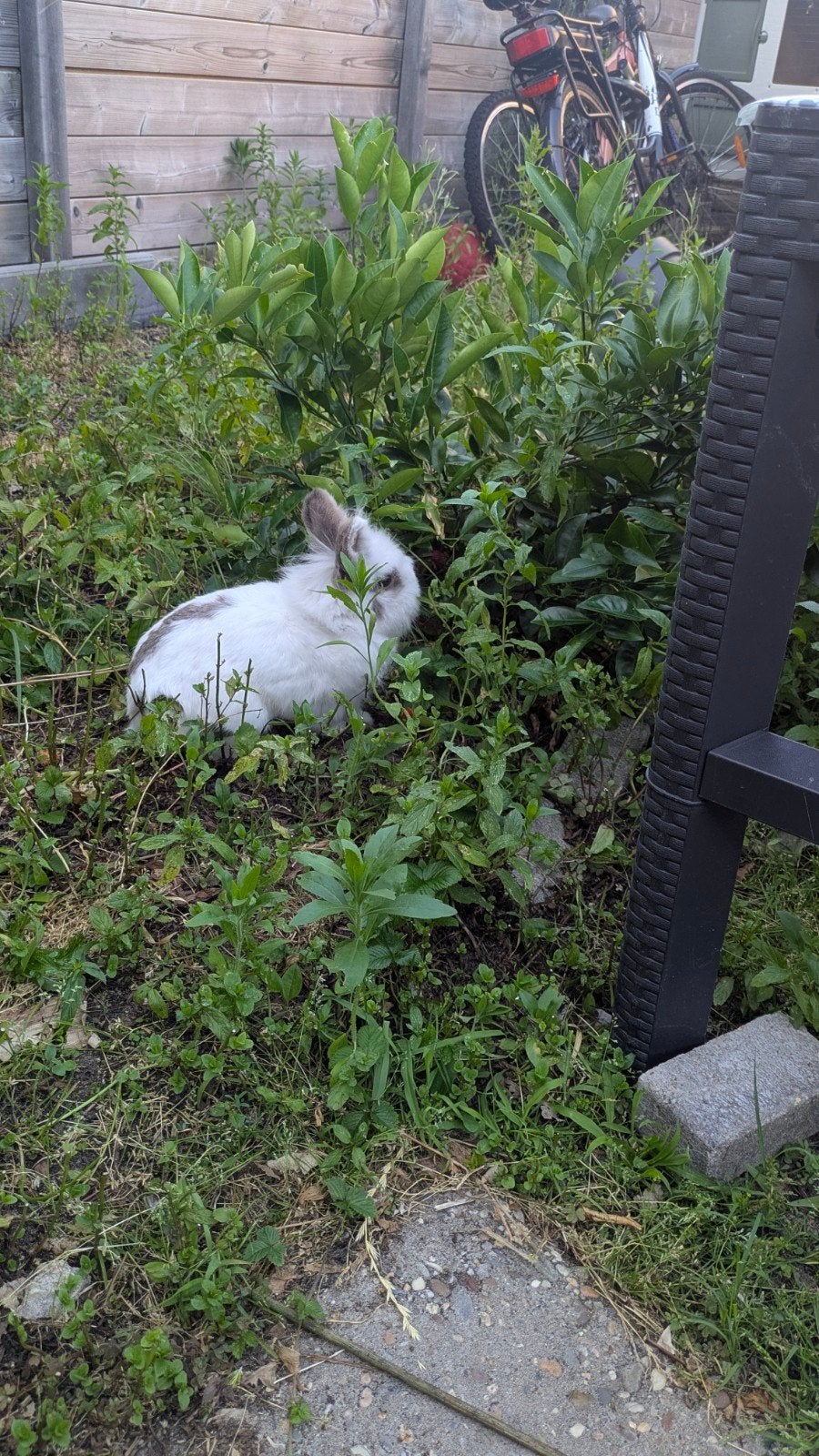 konijn vrouwtje, Dieren en Toebehoren, Vrouwelijk