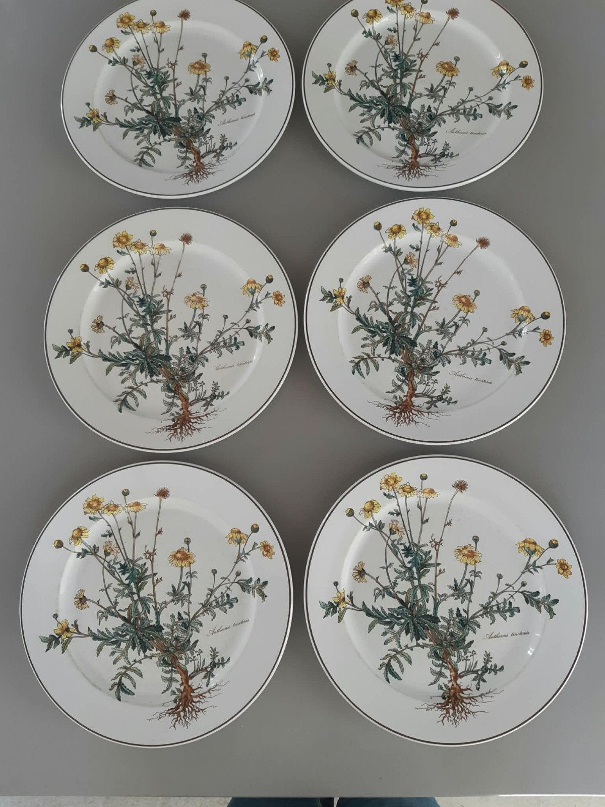6 Dinerborden 26,5 cm Villeroy en Boch Botanica, Gebruikt, Ophalen of Verzenden, Bord(en), Overige stijlen
