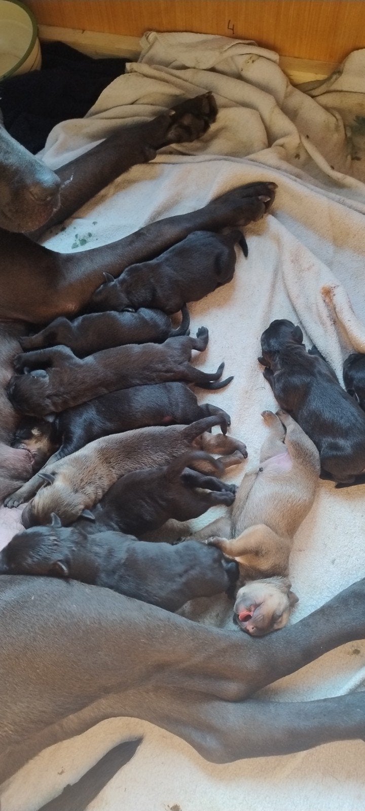 Rottweiler x Weimaraner/Rhodesian Ridgeback pups, Dieren en Toebehoren, Overige rassen, 8 tot 15 weken, Meerdere, Meerdere dieren