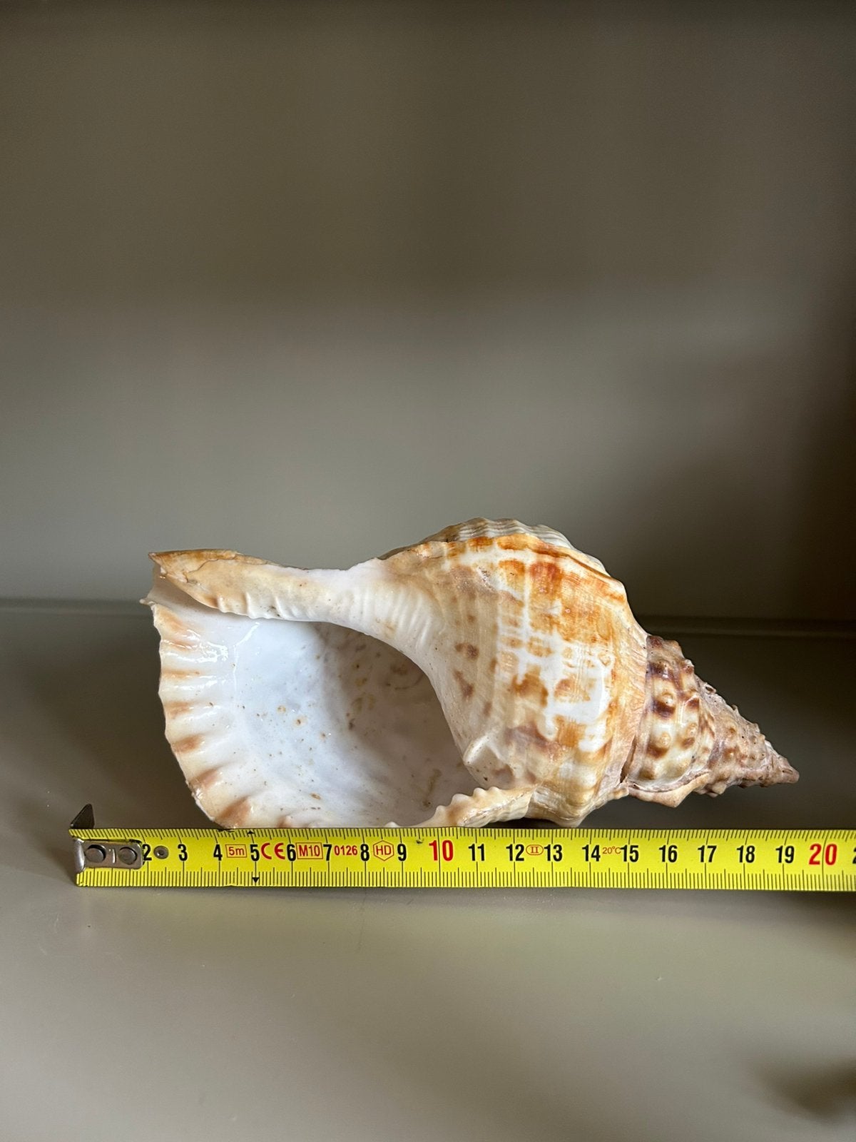 Grote Tritonshoorn – Charonia lampas – 19 cm – Zeeschelp, Ophalen of Verzenden, Schelp(en)