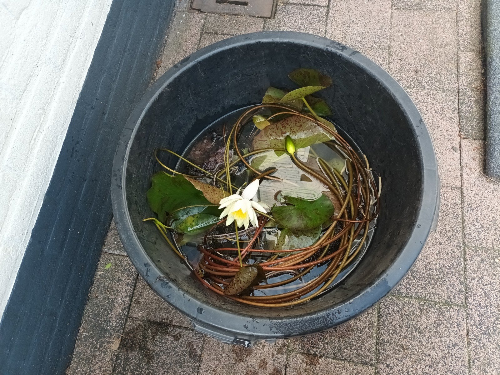 Waterlelie / nymphea voor vijver (gele bloemen) GRATIS, Tuin en Terras, Vijvers, Ophalen, Gebruikt