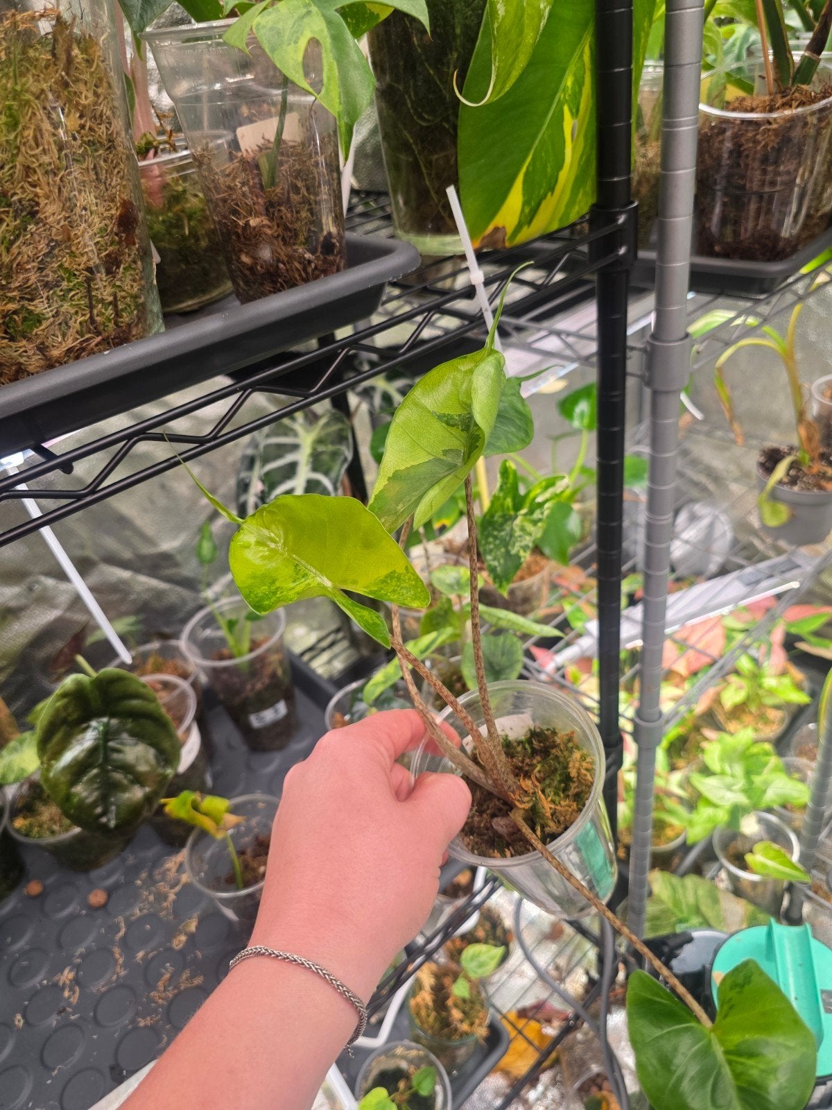 Alocasia stingray aurea, Huis en Inrichting, Ophalen of Verzenden, Halfschaduw, Minder dan 100 cm