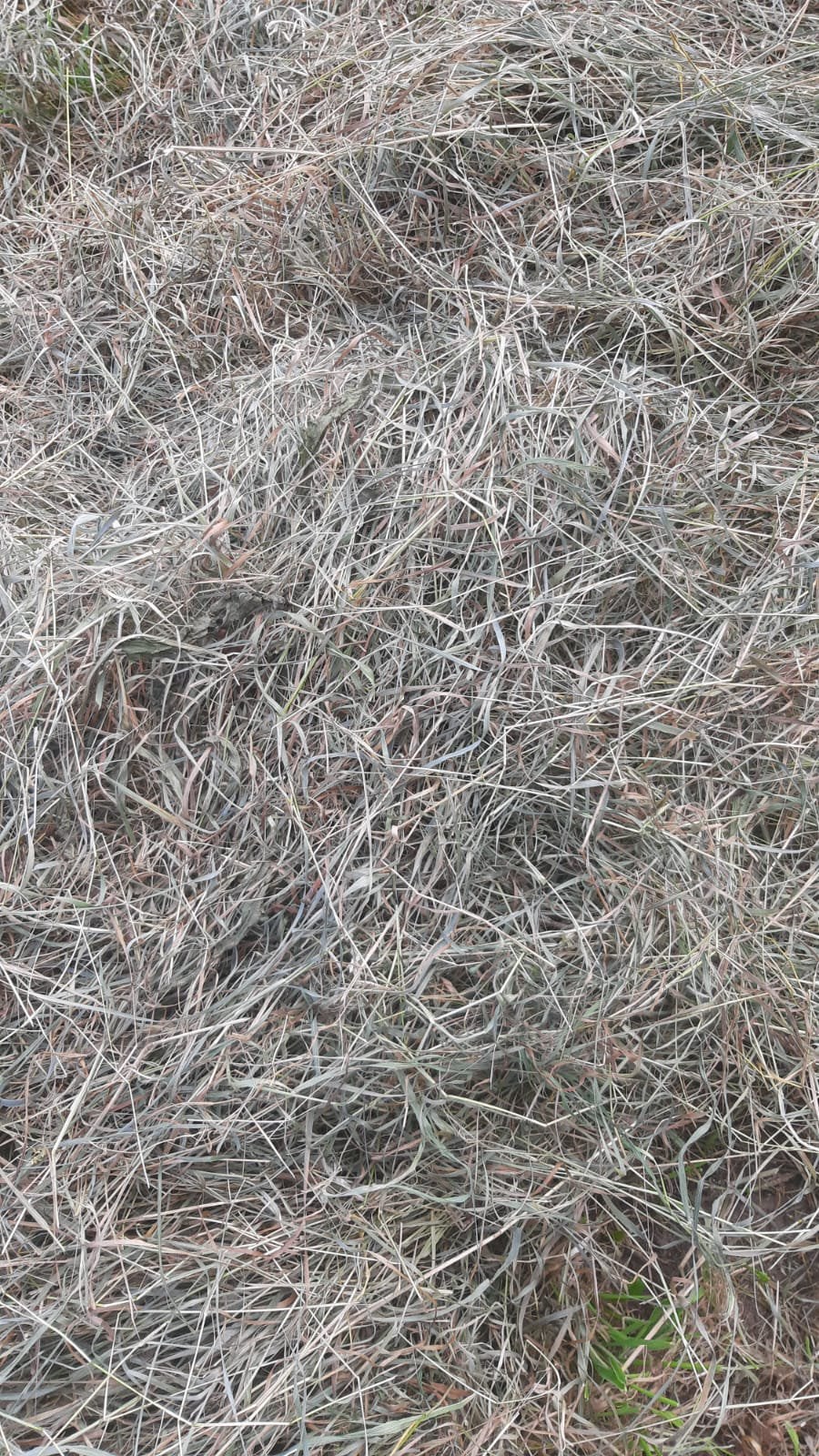 kleine pakken hooi ., Dieren en Toebehoren, Dierenvoeding, Ophalen, Vee