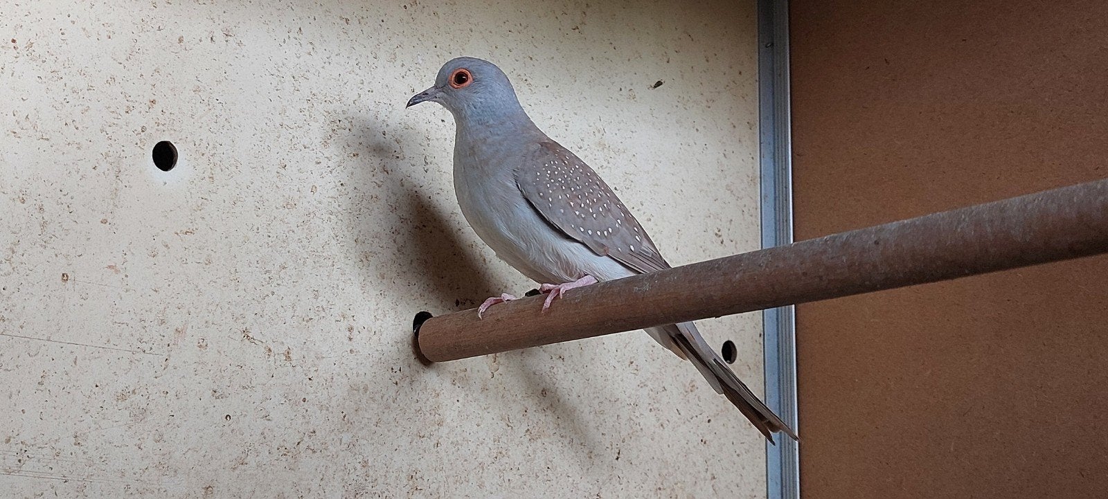 Diamantduiven wildkleur en witstuit, Meerdere dieren, Geringd