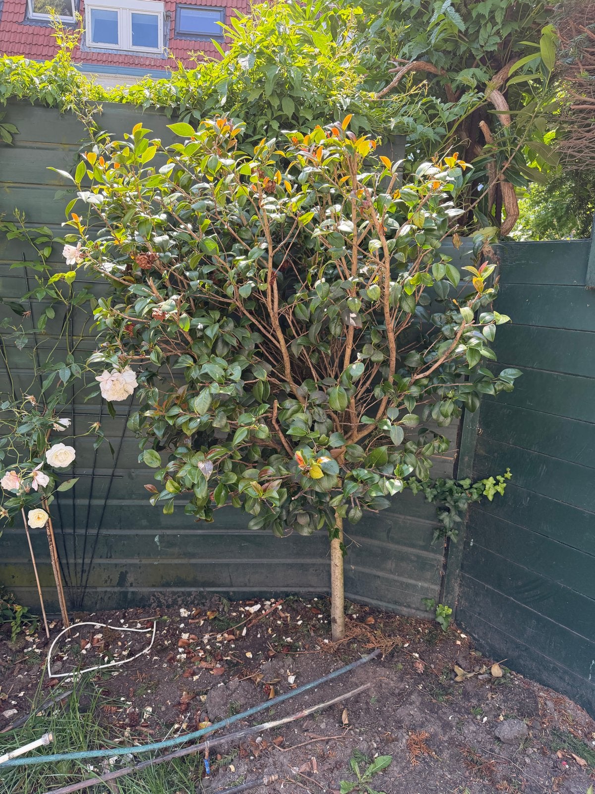 Grote Camelia plant - bloeit goed, Vaste plant, Halfschaduw, Lente, Ophalen