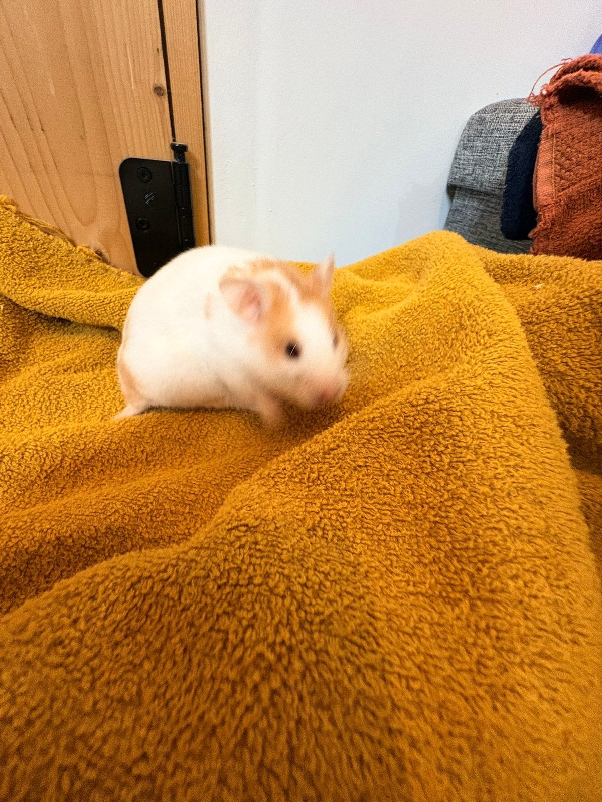 Lieve goudhamster / syrische hamster, Dieren en Toebehoren, Knaagdieren, Hamster, Vrouwelijk, November, Tam