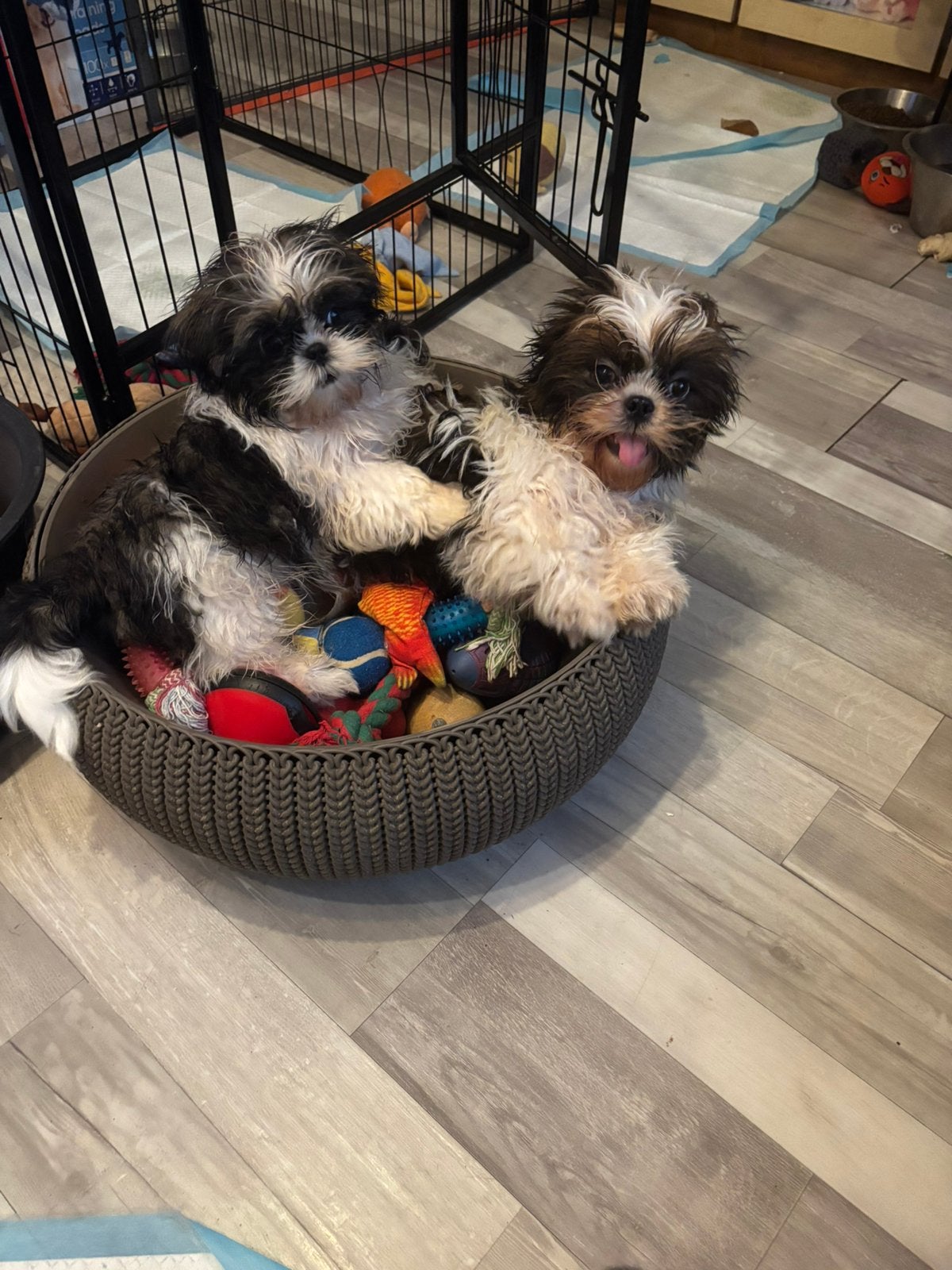 Shih Tzu 3/4 Boomer 1/4, Dieren en Toebehoren, Honden | Chihuahua's en Gezelschapshonden, Particulier, 15 weken tot 1 jaar, Overige rassen