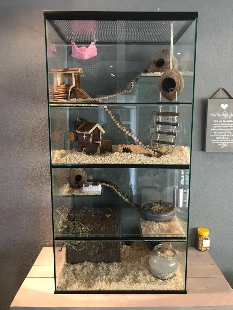 Stekelmuizen terrarium met veel ruimte, Dieren en Toebehoren, Knaagdieren en Konijnen | Hokken en Kooien, Ophalen of Verzenden