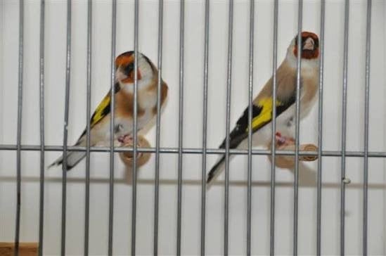2-2 major putters, Dieren en Toebehoren, Vogels | Overige Vogels, Meerdere dieren, Wildzangvogel, Geringd