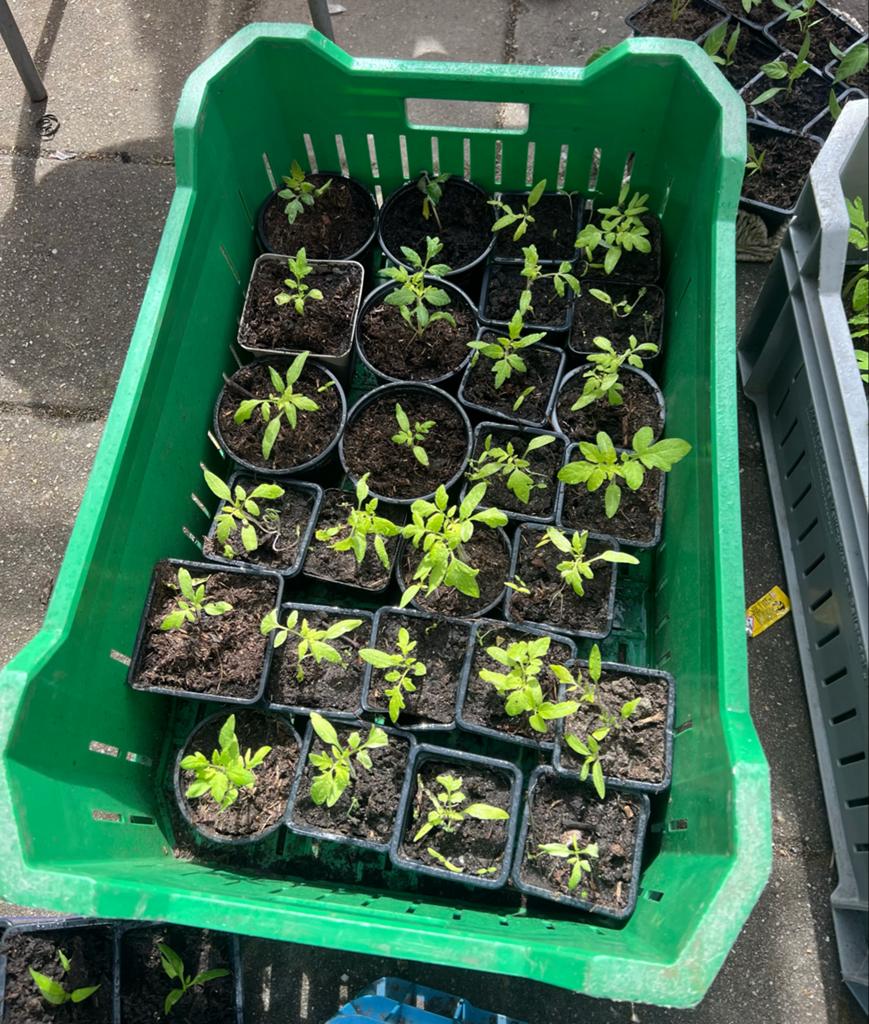 Tomatenplantjes - trostomaten, Tuin en Terras, Volle zon, Groenteplanten, Eenjarig, Ophalen of Verzenden