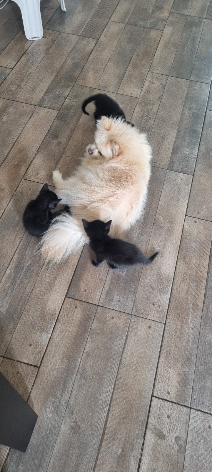 Kittens, Dieren en Toebehoren, Katten en Kittens | Overige Katten, Meerdere dieren, 0 tot 2 jaar