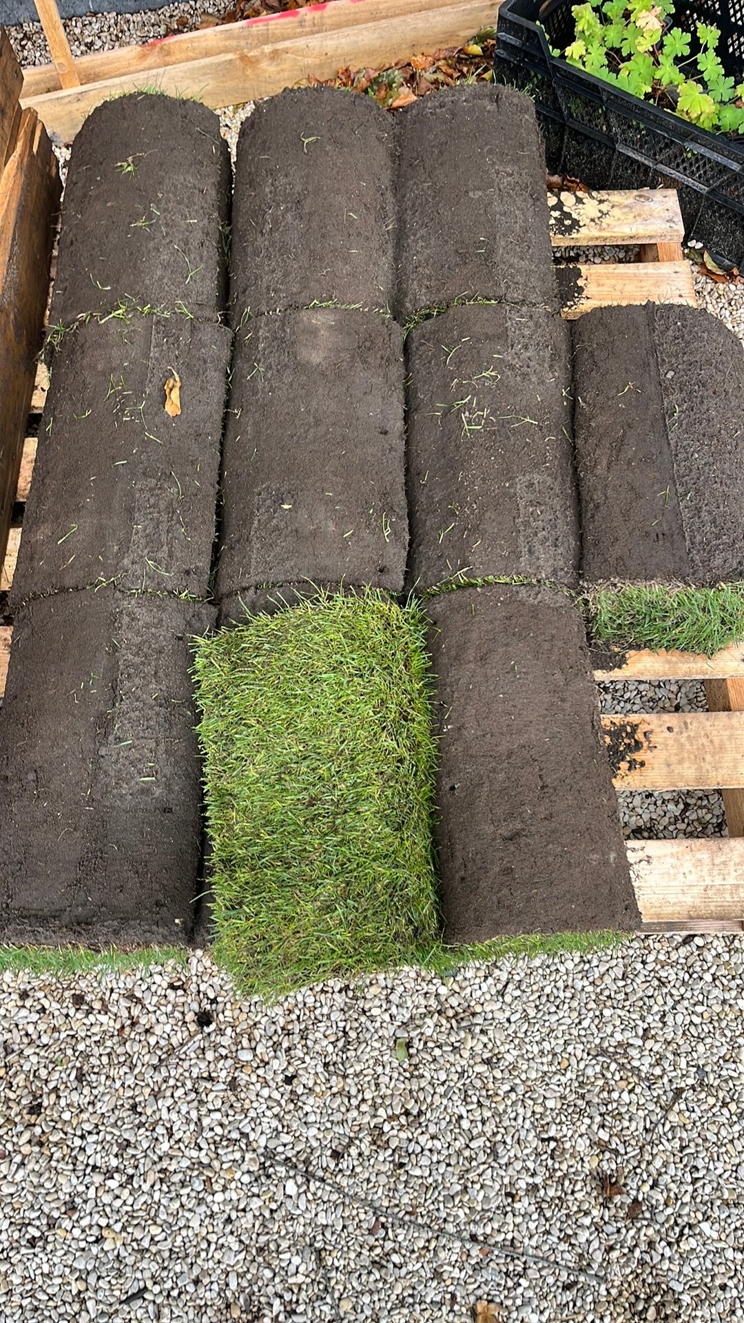 Graszoden, Tuin en Terras, Ophalen, Zo goed als nieuw, 10 tot 20 m², Gras