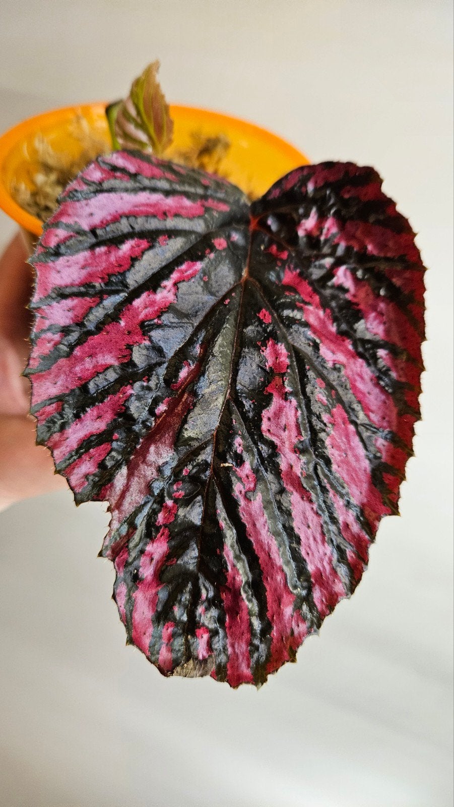 Begonia Brevirimosa, Ophalen of Verzenden, Halfschaduw, Minder dan 100 cm