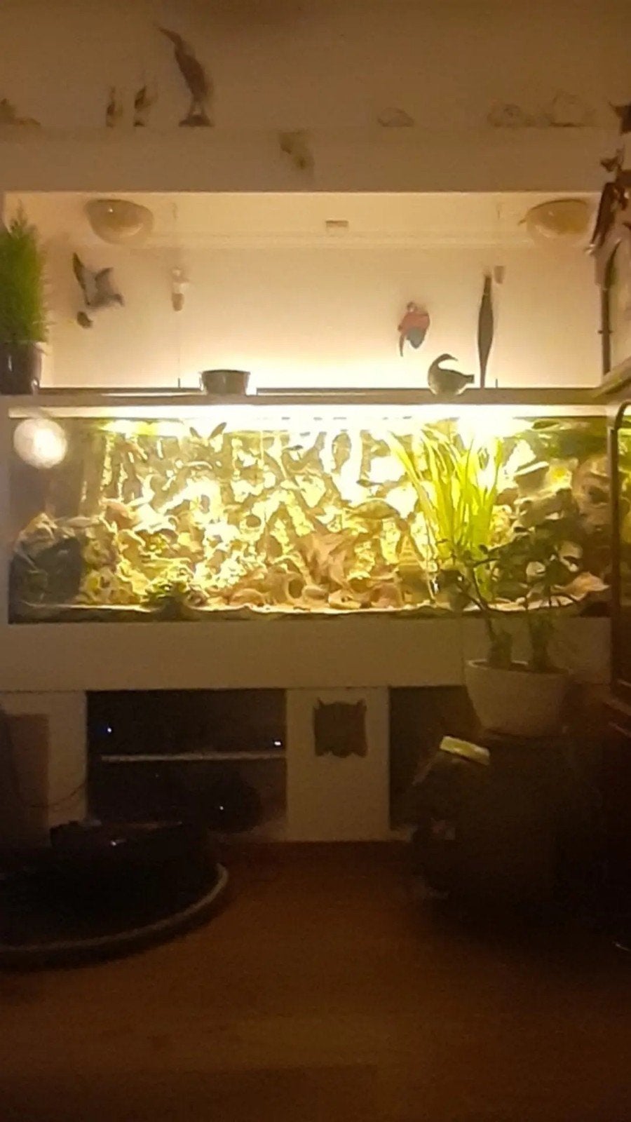 aquarium, Dieren en Toebehoren, Vis