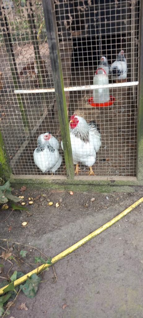 Te koop broedeieren van de wyandotte kriel, Dieren en Toebehoren, Pluimvee, Geslacht onbekend, Kip
