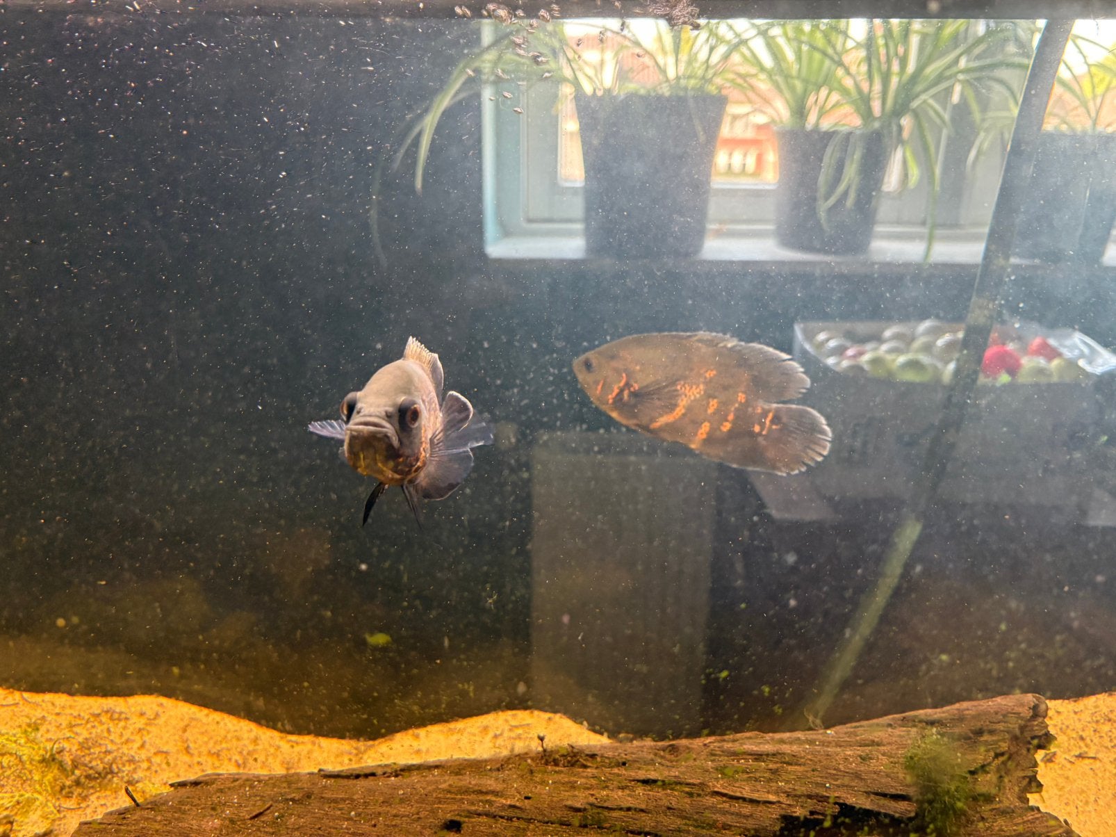 Aquarium vissen te koop, Vis, Zoetwatervis