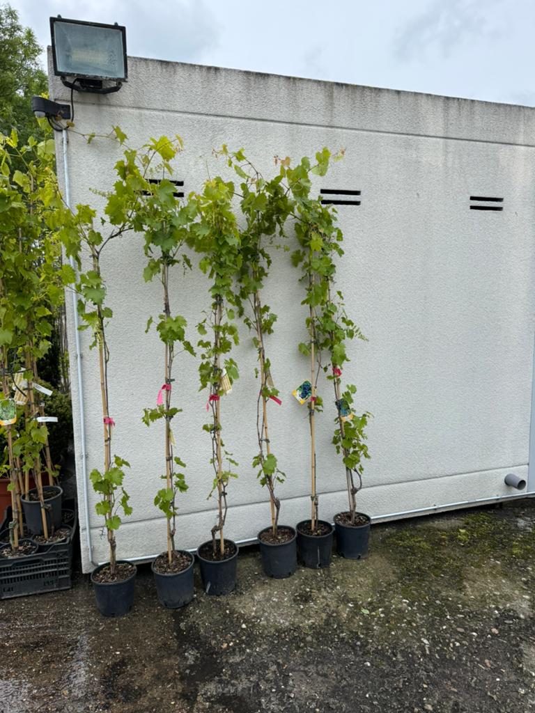 Blauwe druif italiaanse import lengte 200cm plus 29,50 stuk, Tuin en Terras, Ophalen, Volle zon, Vaste plant, Klimplanten