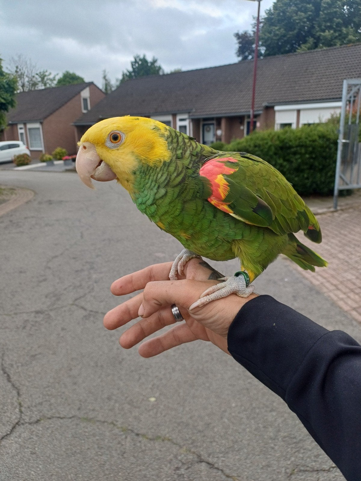 Mega tamme   oratrix amazone, Dieren en Toebehoren, Vogels | Parkieten en Papegaaien