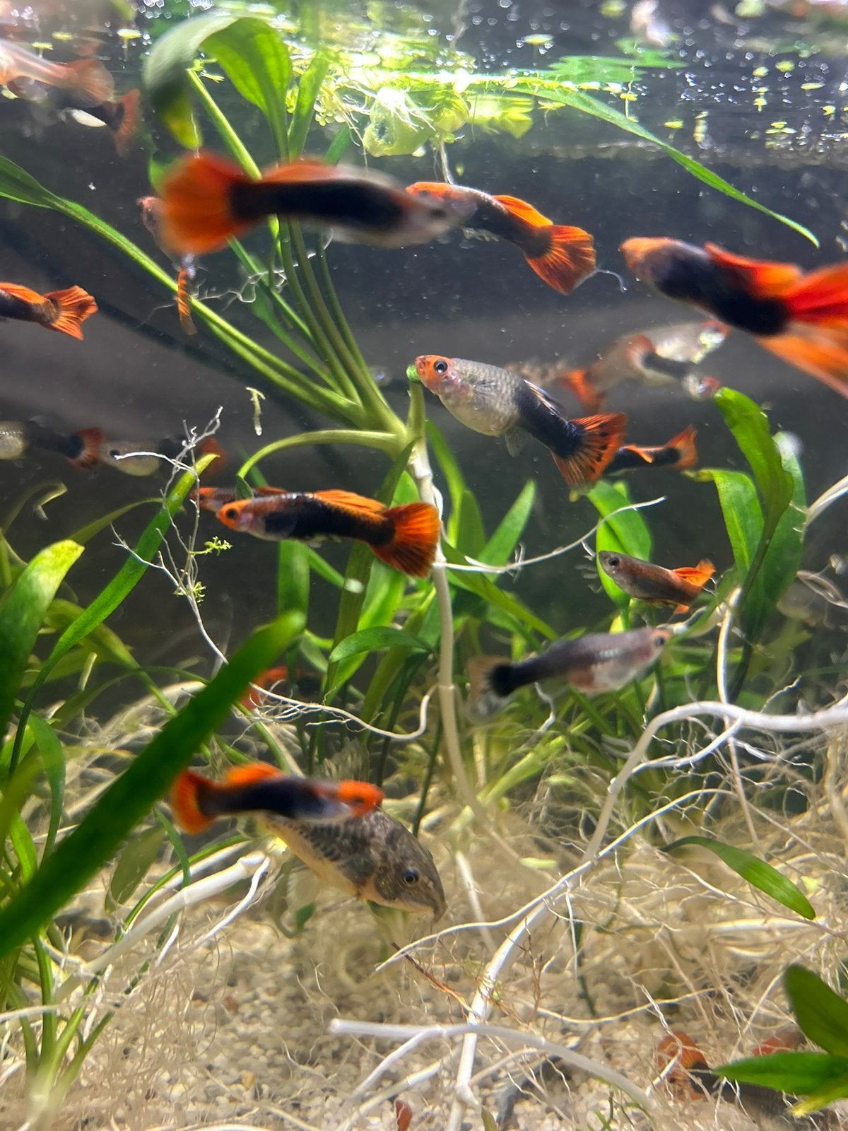 Red tuxedo guppen, Dieren en Toebehoren, Vis