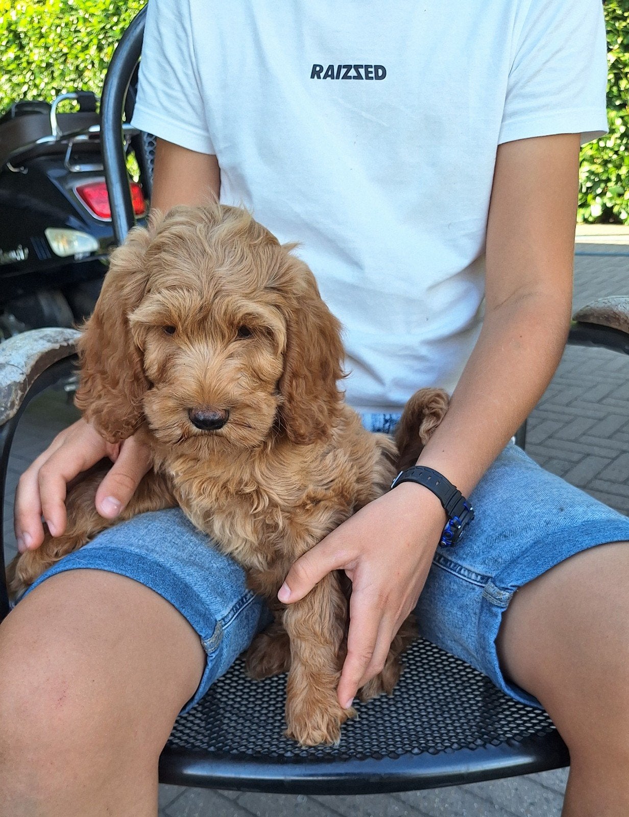 Australian labradoodle !!, Nederland, Overige rassen, Meerdere, Meerdere dieren