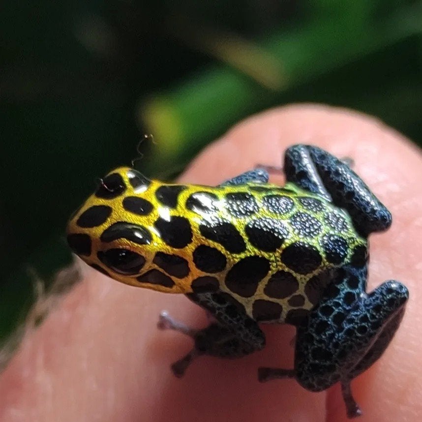 Ranitomeya imitator 'Tarapoto' en vele anderen, Amfibie, 0 tot 2 jaar