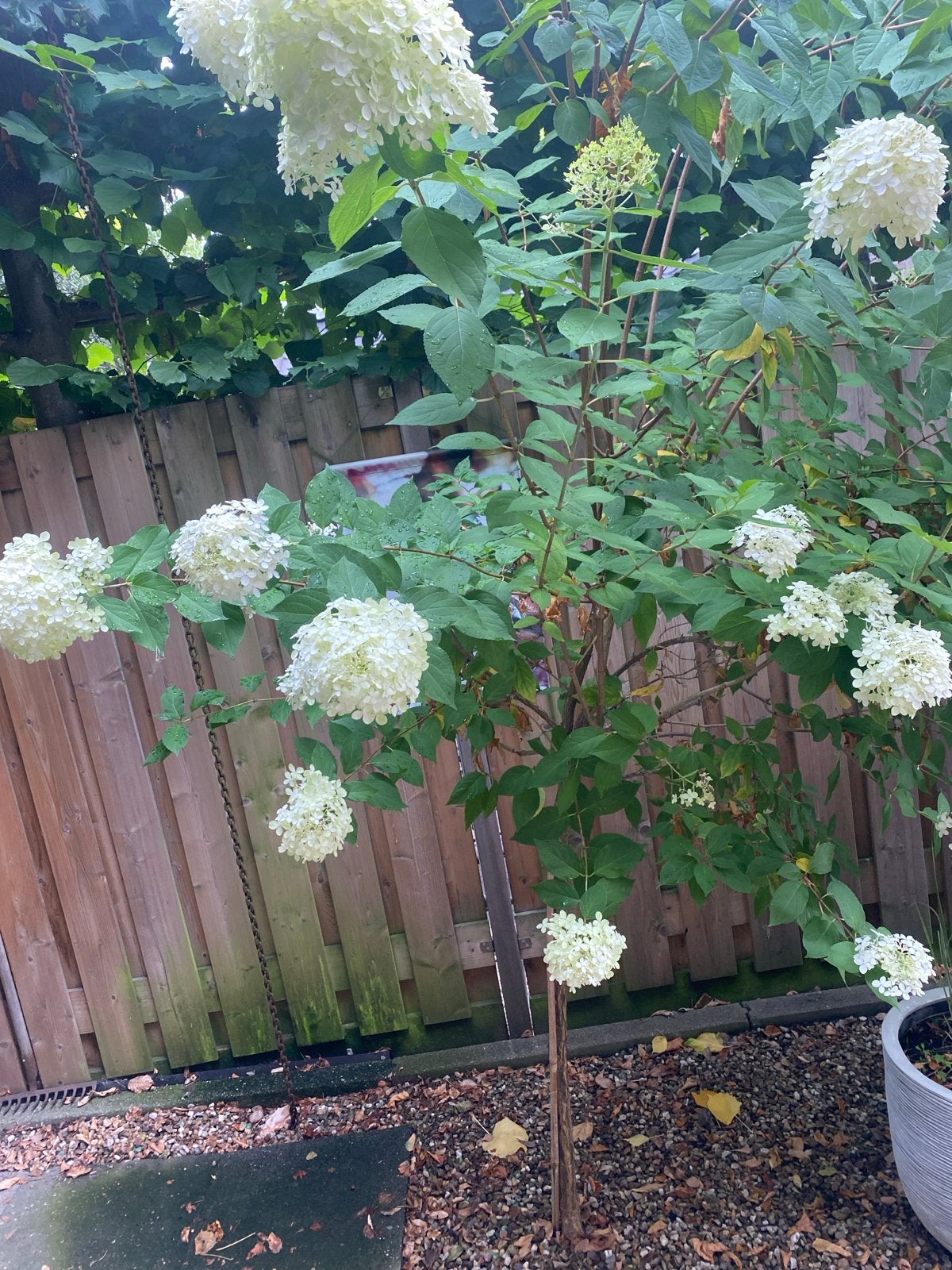 2 x Hortensia 'Stam' - Prachtige Witte Bloemen, Tuin en Terras, Planten | Tuinplanten, Vaste plant, Halfschaduw, Zomer, Ophalen