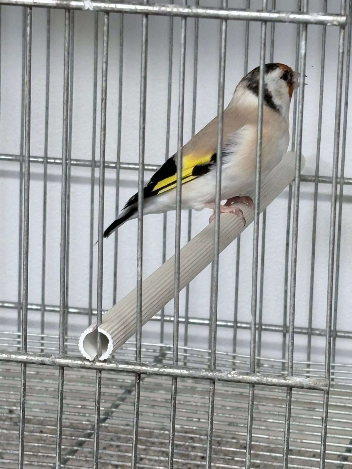 Majoor putter Aminet pop natuurbroed 2026 met DNA, Dieren en Toebehoren, Vrouwelijk, Wildzangvogel