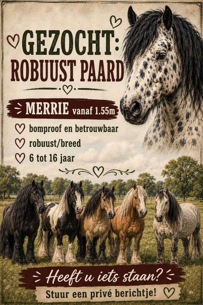 NIEUW!! Gezocht: Robuust breed Paard, Dieren en Toebehoren, Paarden, Merrie, Met stamboom, 7 tot 10 jaar, 160 tot 165 cm