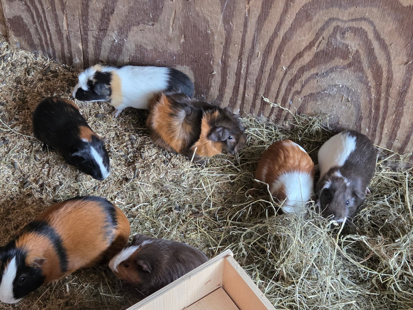 Jonge cavia's, mogen per direct weg, Dieren en Toebehoren, Knaagdieren, Cavia, April, Mannelijk, Tam