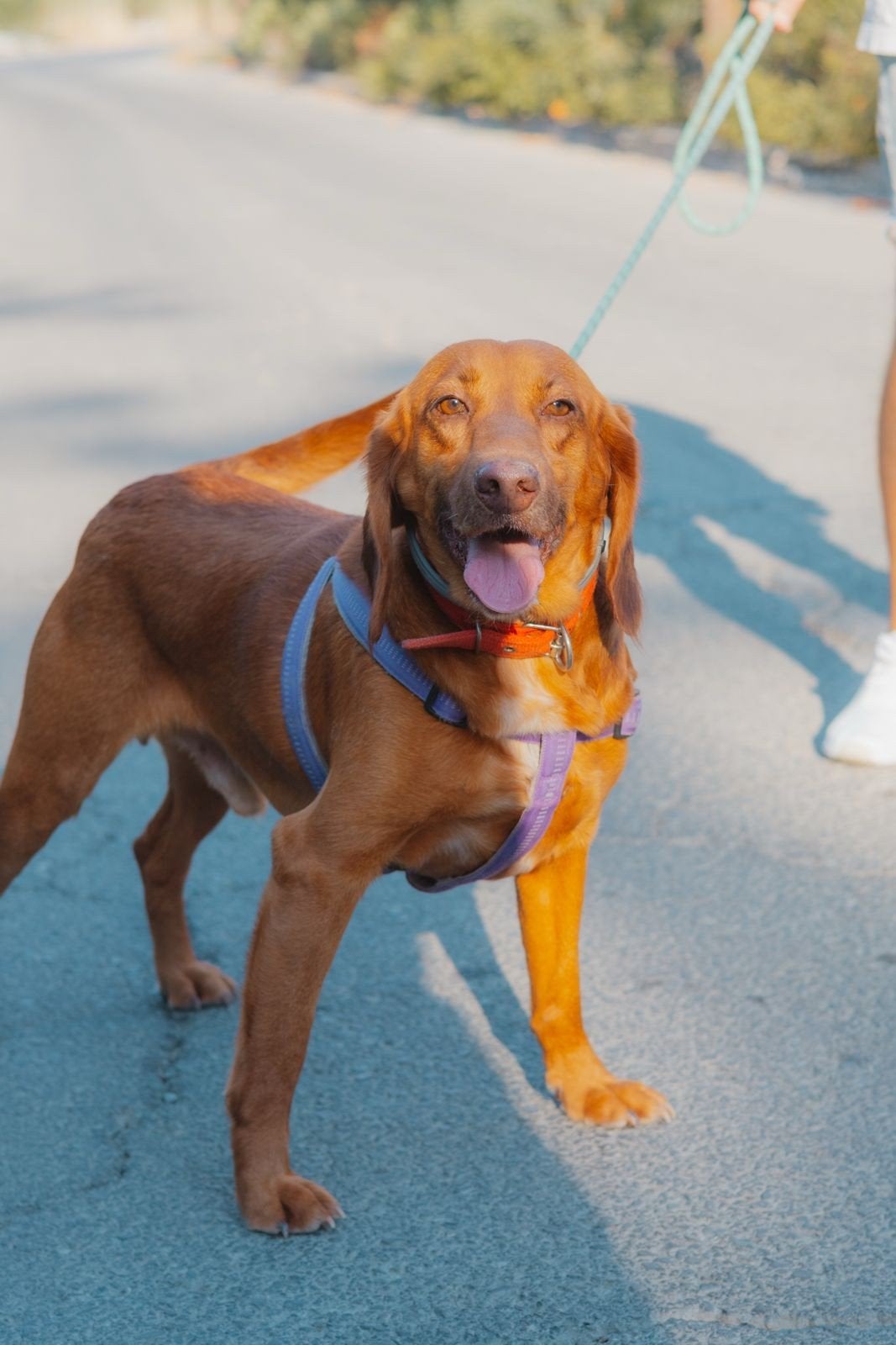 Ginger verblijft in Cyprus, 1 tot 2 jaar, Buitenland, Eén hond, CDV (hondenziekte)