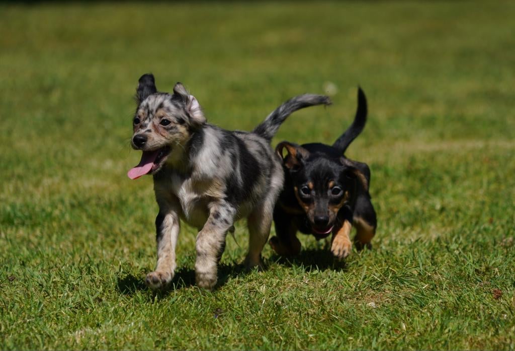 Jack Russel + Boomer/Chihuahua pups, Jack Russell Terriër, 8 tot 15 weken, Parvo, Meerdere
