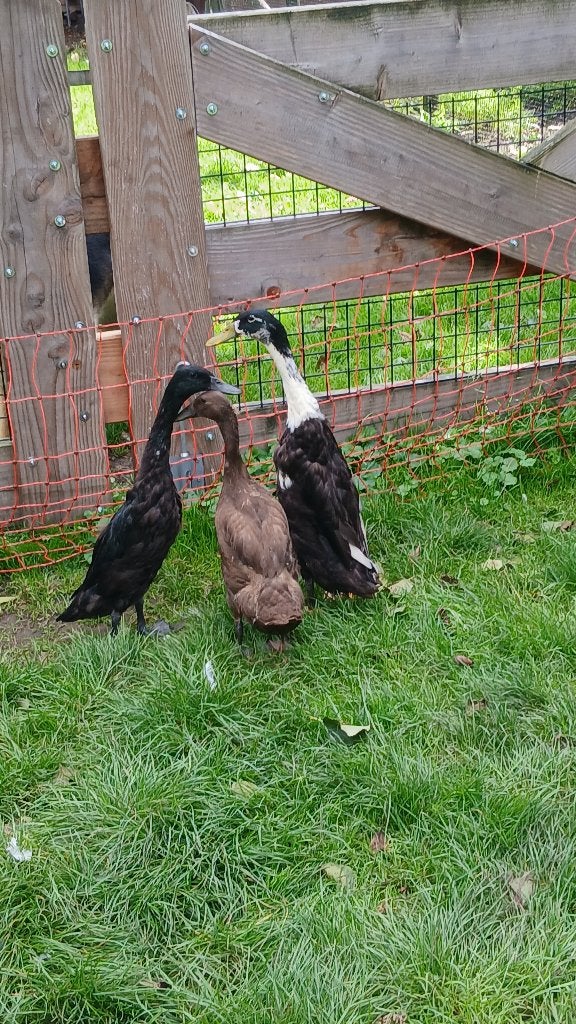 Loopeenden te koop, Dieren en Toebehoren, Pluimvee, Meerdere dieren, Eend