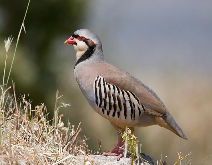 Gezocht broedeieren chukar patrijs